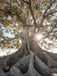 Превью обои дерево, солнечный свет, корни, гигант