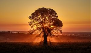 Превью обои дерево, солнечный свет, лучи, закат