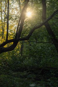 Превью обои дерево, солнце, лес, природа, рассвет