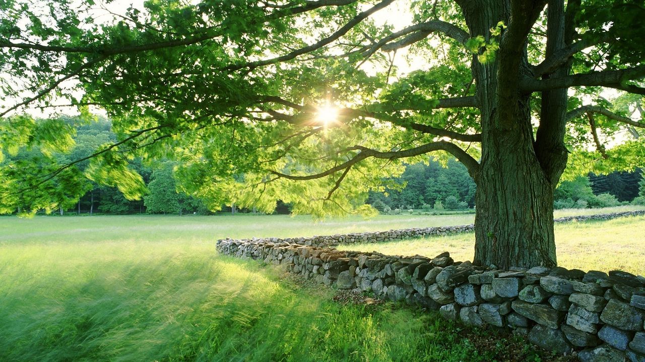 Обои дерево, солнце, ограждение, каменное, владения, трава, лето, свет