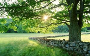 Превью обои дерево, солнце, ограждение, каменное, владения, трава, лето, свет