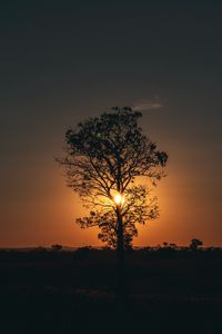 Превью обои дерево, солнце, закат, сумерки, темный