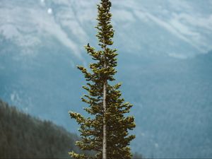 Превью обои дерево, сосна, хвойный, растение, горы