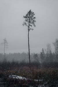 Превью обои дерево, сосна, снегопад, зима, природа