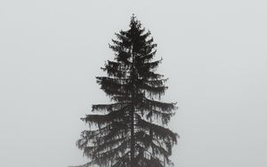 Превью обои дерево, сосна, туман, мрачный, серый