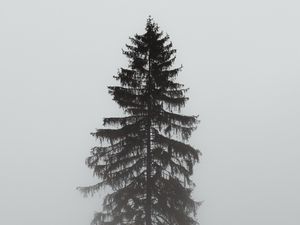 Превью обои дерево, сосна, туман, мрачный, серый