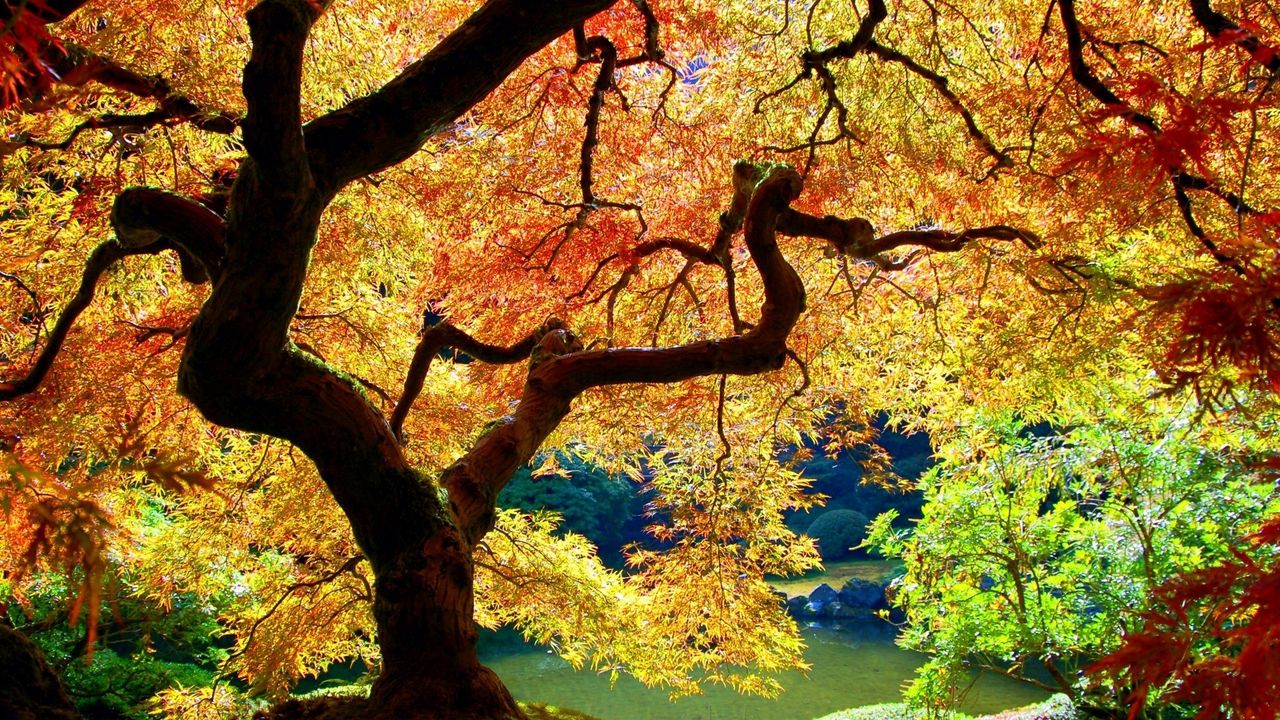 Обои дерево, ствол, изгибы, ветви, листья, осень