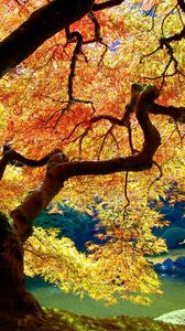 Превью обои дерево, ствол, изгибы, ветви, листья, осень