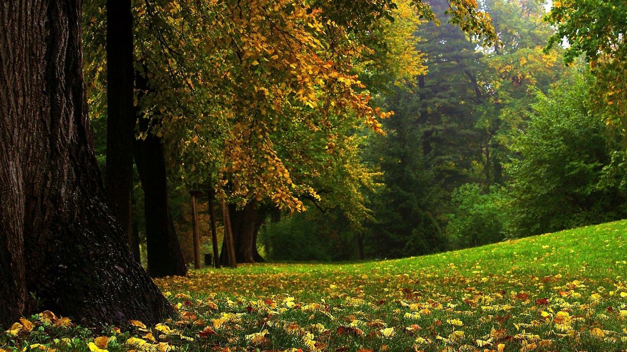 Осенний лес сентябрь