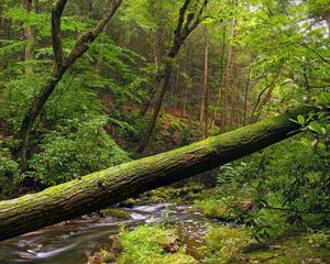 Превью обои дерево, ствол, мох, лес