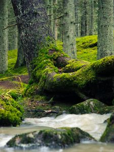 Превью обои дерево, ствол, мох, ручей, природа