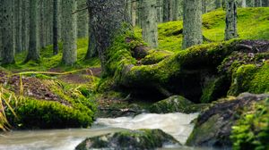 Превью обои дерево, ствол, мох, ручей, природа