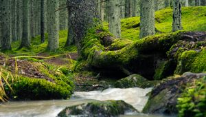 Превью обои дерево, ствол, мох, ручей, природа