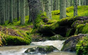 Превью обои дерево, ствол, мох, ручей, природа