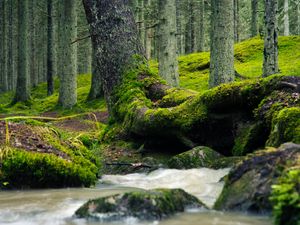 Превью обои дерево, ствол, мох, ручей, природа