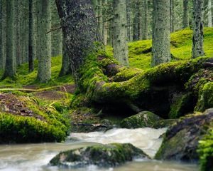 Превью обои дерево, ствол, мох, ручей, природа