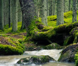 Превью обои дерево, ствол, мох, ручей, природа