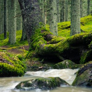 Превью обои дерево, ствол, мох, ручей, природа