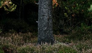 Превью обои дерево, ствол, сосна, лес, трава