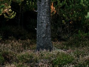 Превью обои дерево, ствол, сосна, лес, трава