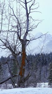 Превью обои дерево, сухой, лес, снег, зима, природа