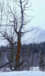 Превью обои дерево, сухой, лес, снег, зима, природа