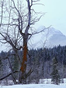 Превью обои дерево, сухой, лес, снег, зима, природа