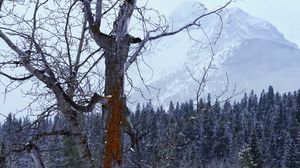 Превью обои дерево, сухой, лес, снег, зима, природа