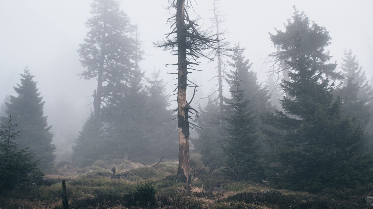 Обои дерево, сухой, туман, природа