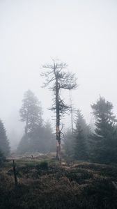 Превью обои дерево, сухой, туман, природа