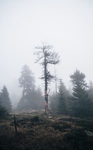 Превью обои дерево, сухой, туман, природа