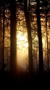 Превью обои дерево, свет, солнце, ветки, лес