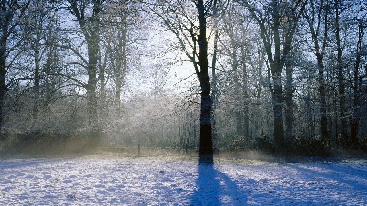 Обои дерево, тень, парк, снег, солнечный свет