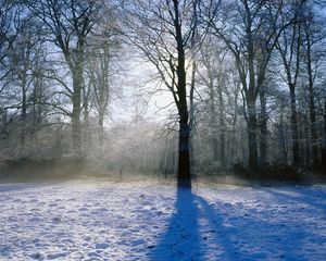Превью обои дерево, тень, парк, снег, солнечный свет