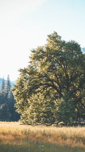 Превью обои дерево, трава, горы