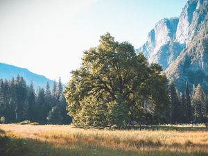 Превью обои дерево, трава, горы
