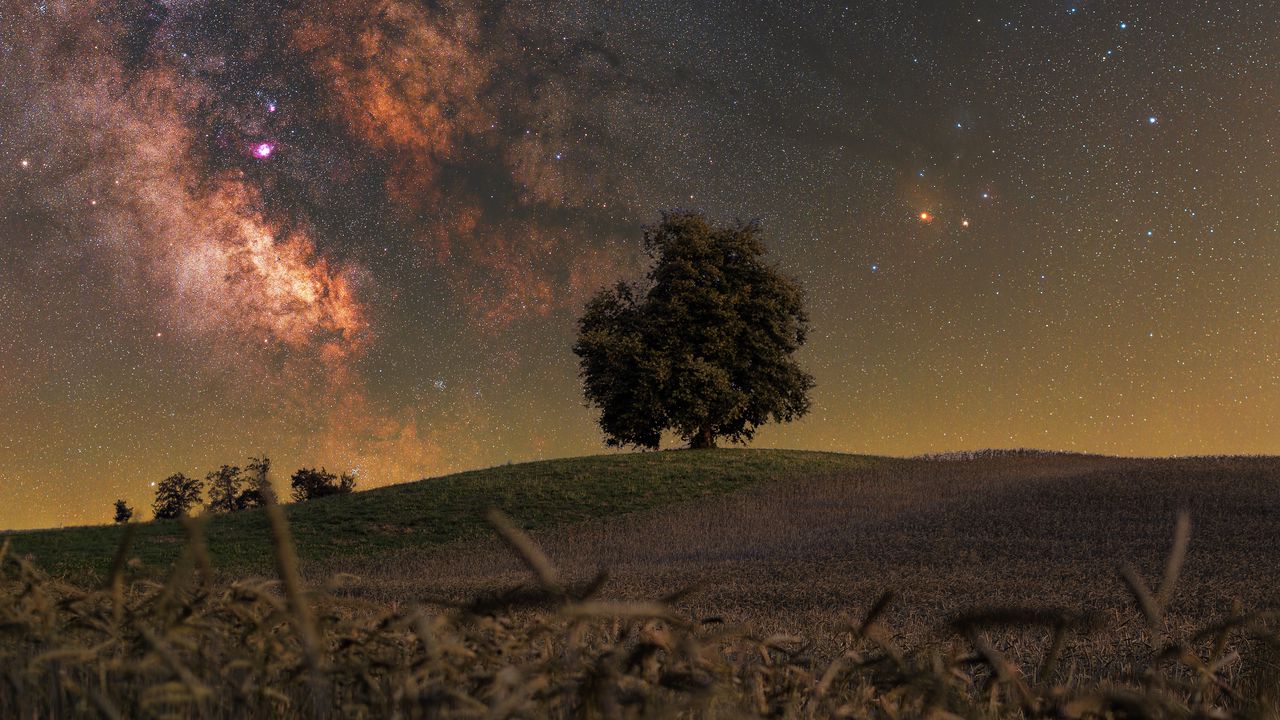 Обои дерево, трава, млечный путь, ночь, звезды