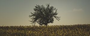 Превью обои дерево, трава, небо