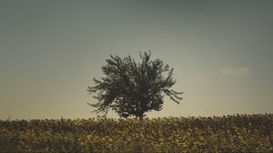 Превью обои дерево, трава, небо