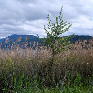 Превью обои дерево, трава, озеро, холмы, берег