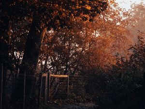 Превью обои дерево, тропа, листья, осень, природа