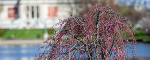 Превью обои дерево, цветы, пруд