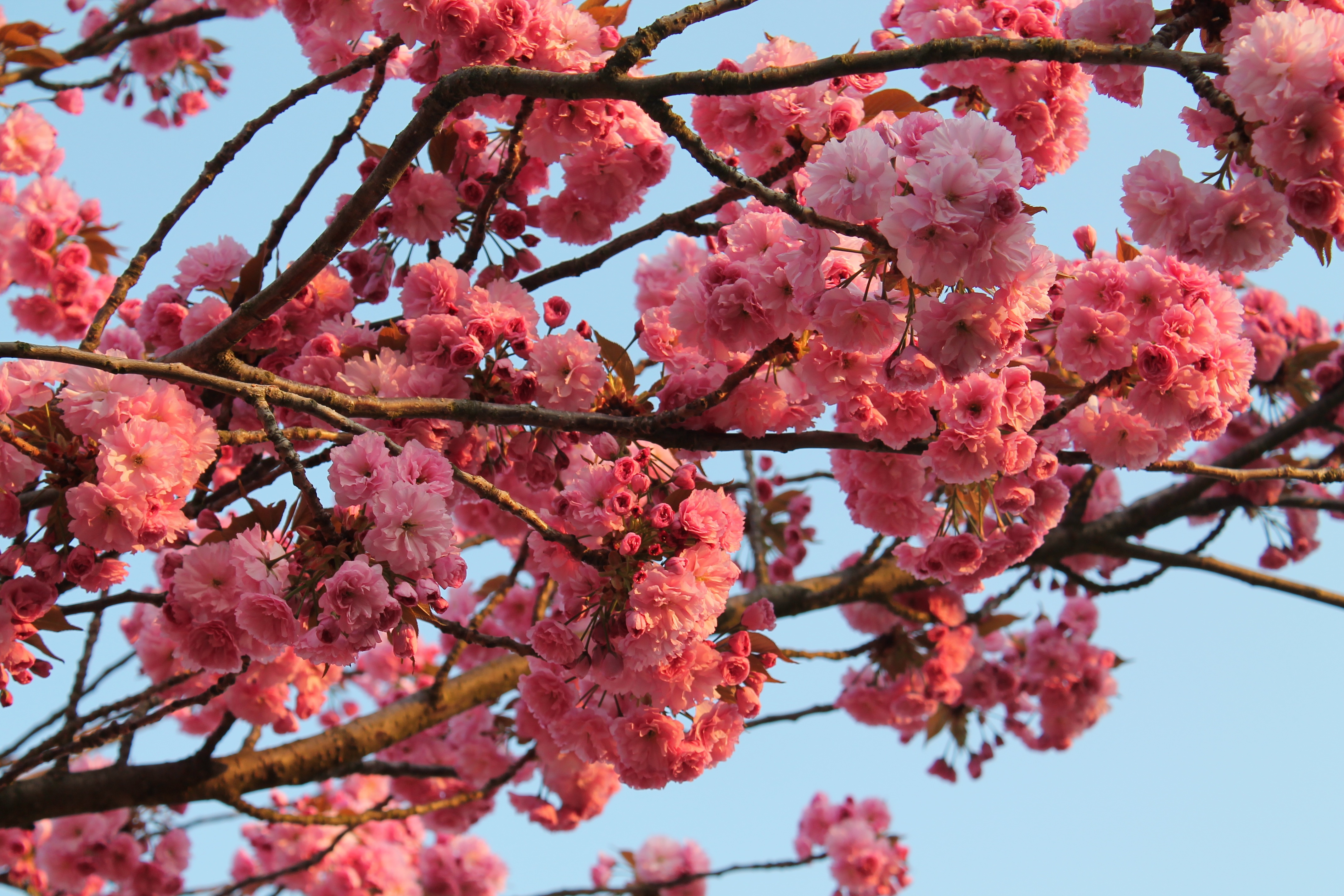 Сакура хорошее качество. Черри блоссом дерево деревья. Сакура дерево цветение. Персиковая Сакура. Сакура саженец в цветении.