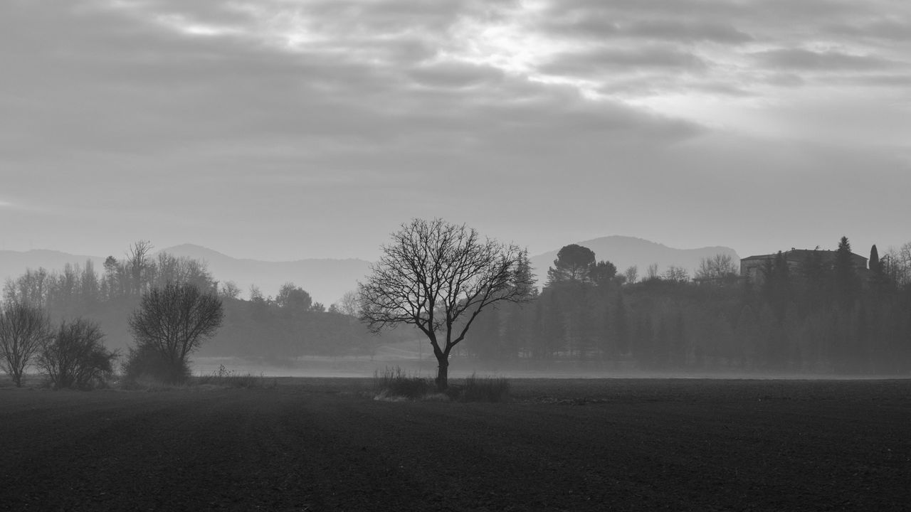 Обои дерево, туман, чб, поле