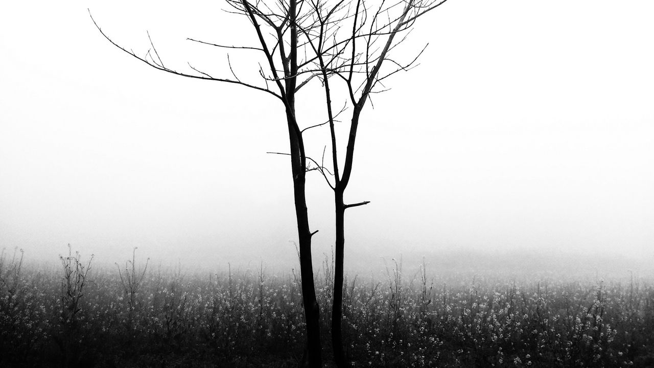 Обои дерево, туман, чб, минимализм, природа