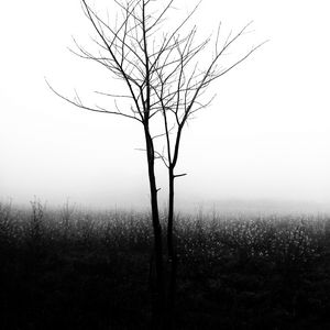 Превью обои дерево, туман, чб, минимализм, природа