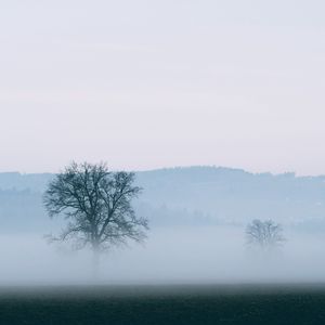 Превью обои дерево, туман, горизонт, природа