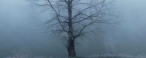 Превью обои дерево, туман, мгла, иней, мороз
