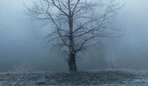 Превью обои дерево, туман, мгла, иней, мороз