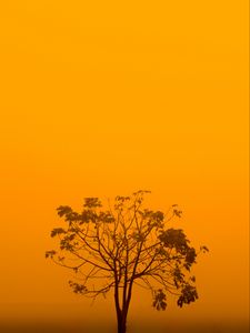Превью обои дерево, туман, минимализм, желтый, эстетика